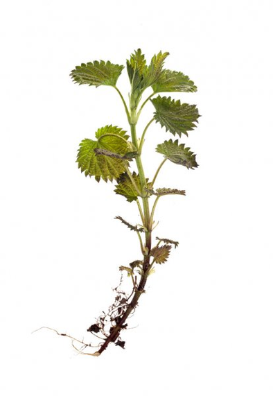Nettle root is a component of the TestoUltra formula