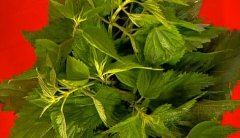 Nettle is a folk remedy for increasing male strength