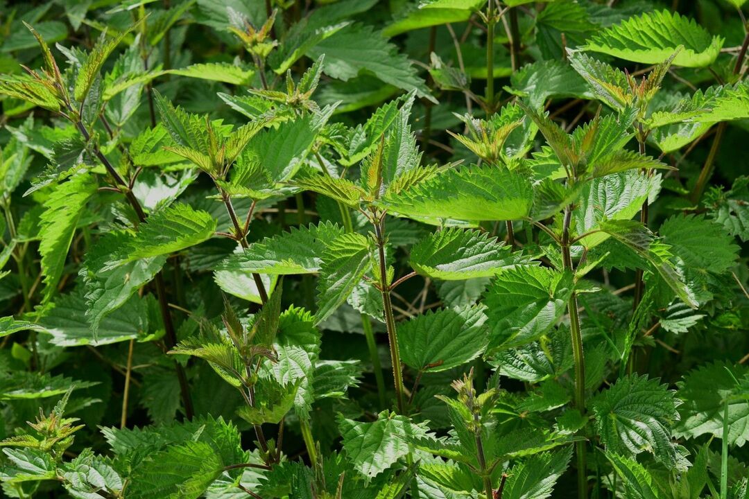 to increase the potency of nettles